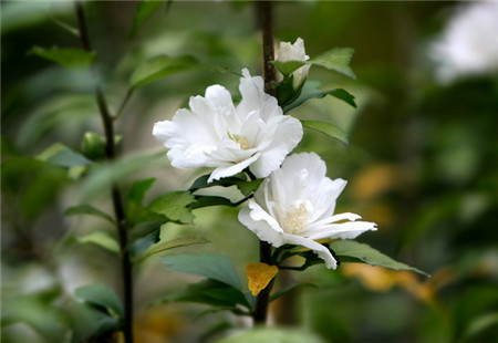 扶桑花,种类,分类