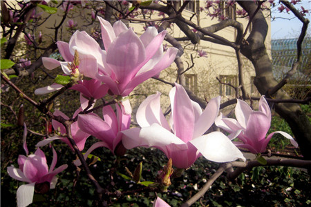 木兰,木兰花,木兰花图片1