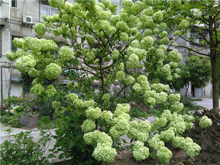 琼花,盆栽琼花,盆栽琼花的养护