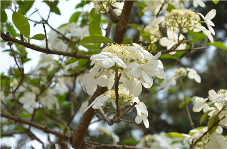 琼花,琼花图片6