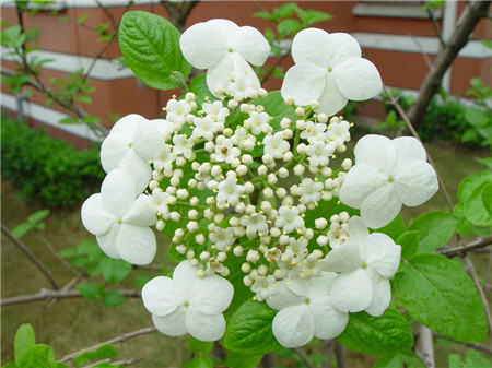 琼花,琼花图片8