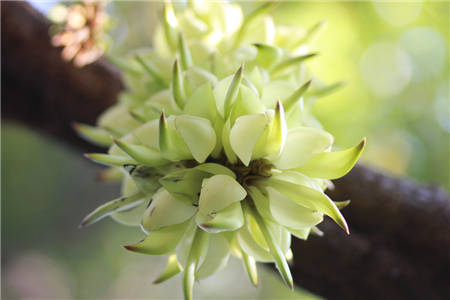 禾雀花,雀儿花,禾雀花的功效1