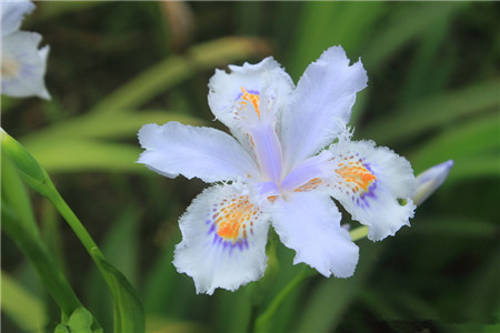 马兰花,马莲花