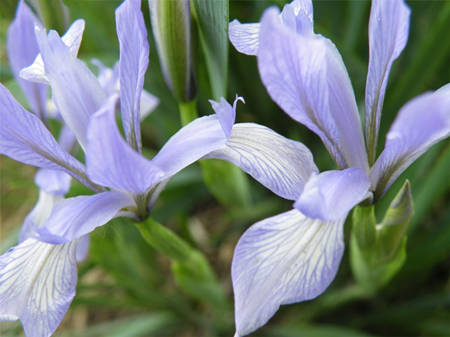 马兰花,马莲花,马蔺1