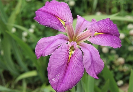 马兰花,马莲花,马蔺2