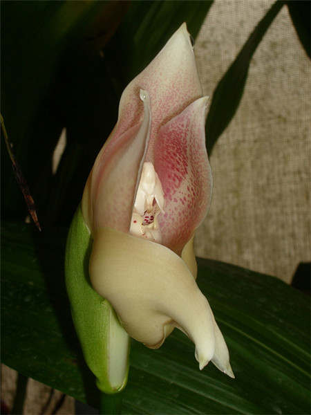 安古兰,单花安古兰,Anguloa Uniflora,襁褓中的婴儿花3