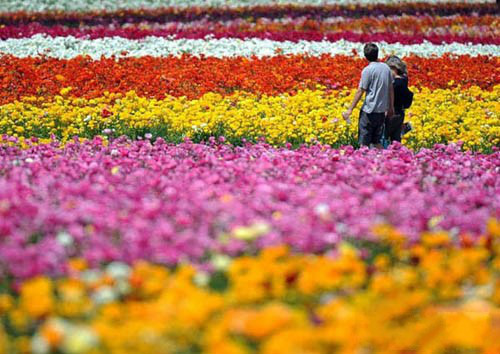 花海,世界十大花海12