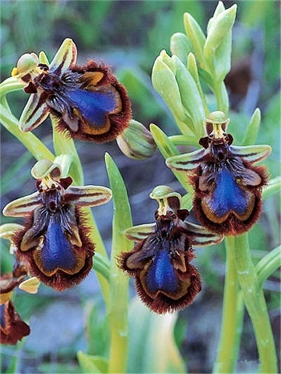 角蜂眉兰，Ophrys speculum1