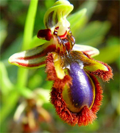 角蜂眉兰，Ophrys speculum2