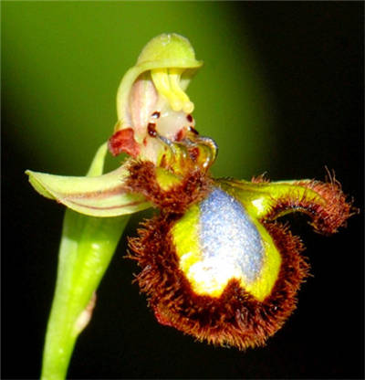 角蜂眉兰，Ophrys speculum3