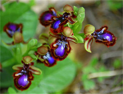 角蜂眉兰，Ophrys speculum4