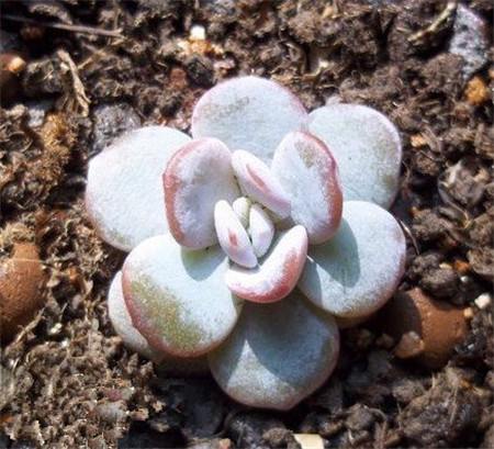 雪莲,Echeveria Lauii,多肉植物