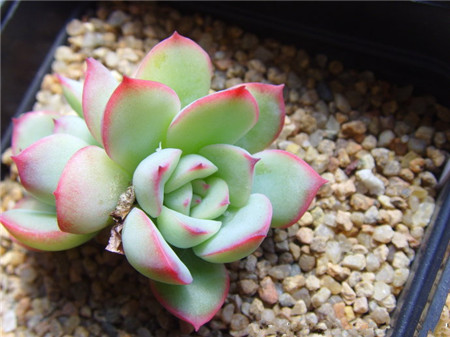 花月夜,Echeveria pulidonis E.WALTHER,花月夜图片1