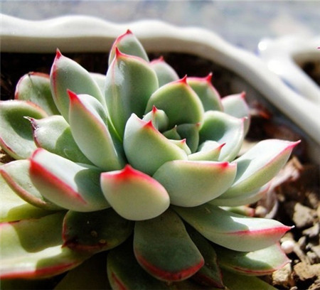 花月夜,Echeveria pulidonis E.WALTHER,花月夜图片2