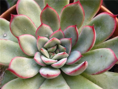 花月夜,Echeveria pulidonis E.WALTHER,花月夜图片3