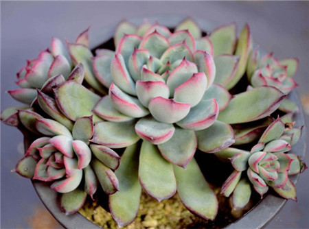 花月夜,Echeveria pulidonis E.WALTHER,花月夜图片4