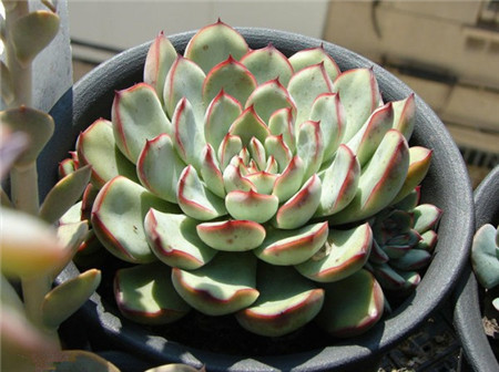 花月夜,Echeveria pulidonis E.WALTHER,花月夜图片5