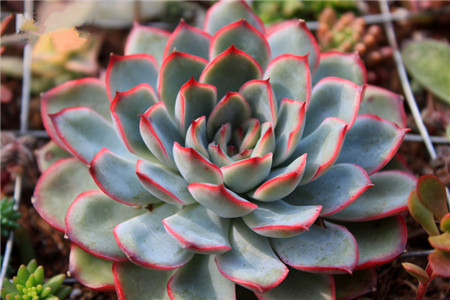 花月夜,Echeveria pulidonis E.WALTHER,花月夜图片6