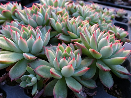 花月夜,Echeveria pulidonis E.WALTHER,花月夜图片7