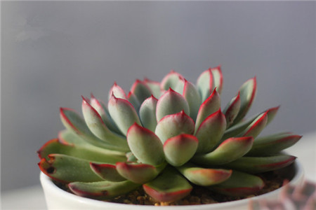 花月夜,Echeveria pulidonis E.WALTHER,花月夜图片8