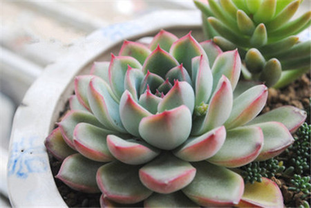 花月夜,Echeveria pulidonis E.WALTHER,花月夜图片10