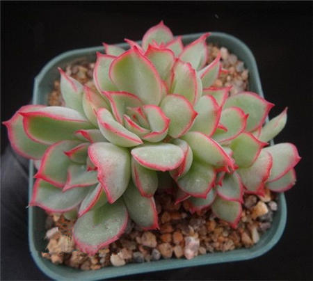 月光女神,Echeveria Moon Gad varnish 