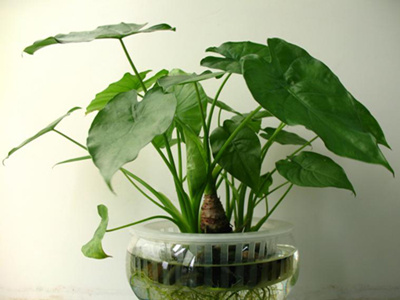 植物,风水,生财