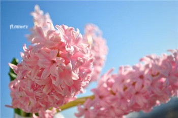 风信子,风信子花期,风信子花谢后怎么办