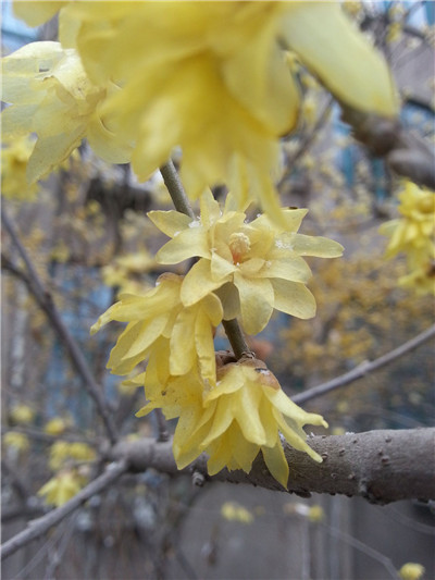 腊梅,腊梅图片,腊梅花图片1