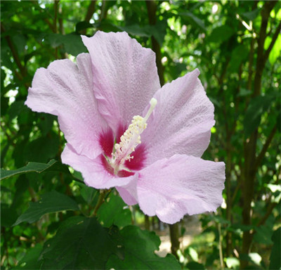 木槿花百科图片