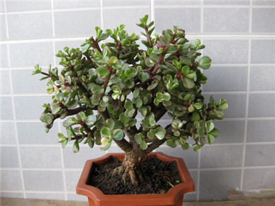 雅乐之舞,繁殖,栽培方法