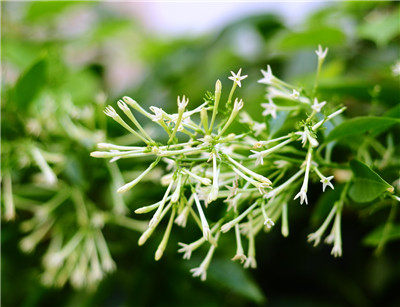 夜来香的种植方法 花与健康 花百科