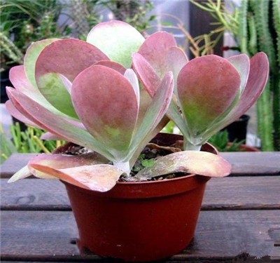 唐印,Kalanchoe thyrsiflora,图片3