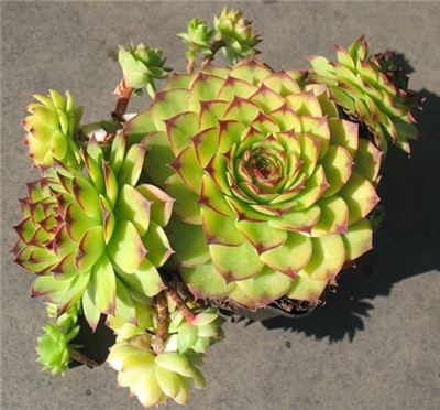 长生草,繁殖