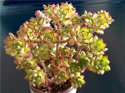 酥皮鸭,,多肉,多肉植物,Echeveria supia3