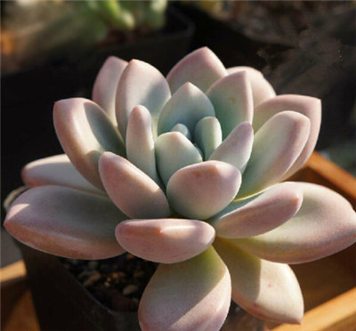 奥普琳娜,Graptoveria 'Opalina',多肉,多肉植物