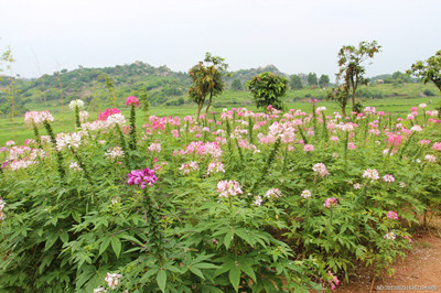 醉蝶花