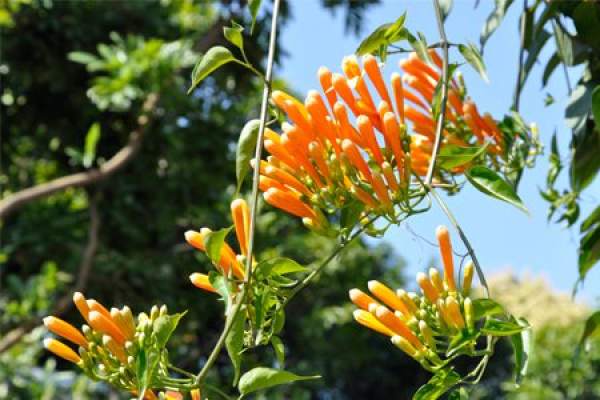Firecracker Bamboo in the Sun