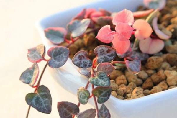 Beautiful vine of love.