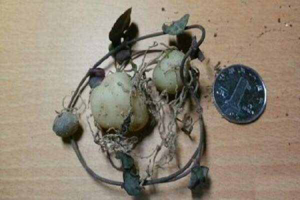 Bulbous root of Aizhiman