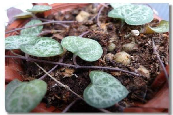 Bulbous root of Aizhiman