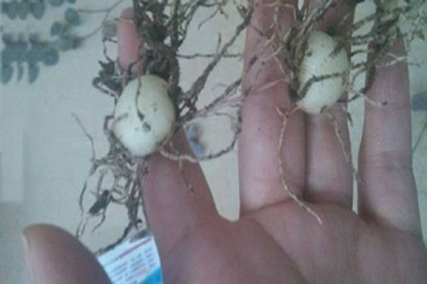 love Cranberry root
