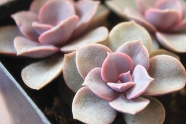 Pink Purple Pearl