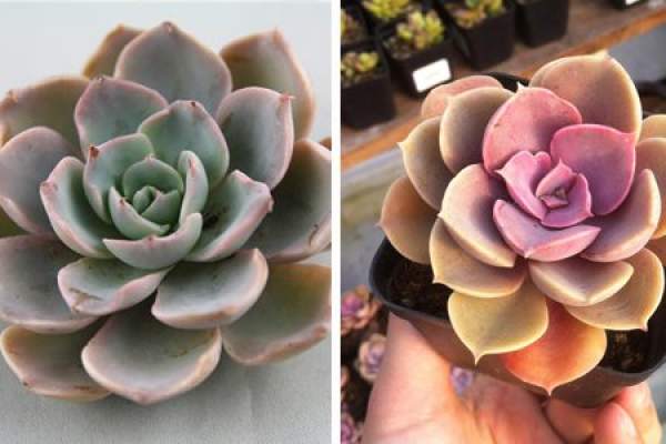Purple Pearl and First Love Color Comparison Chart
