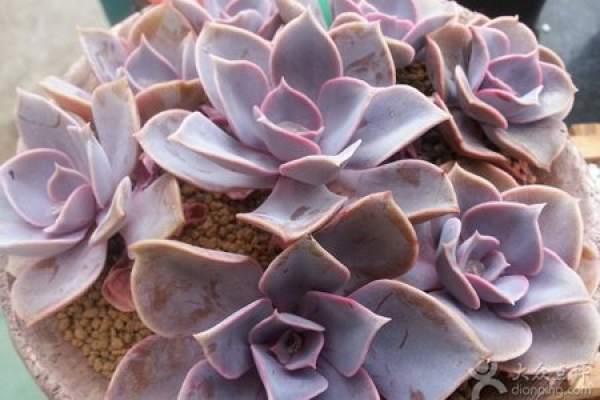 Purple Pearl Pot