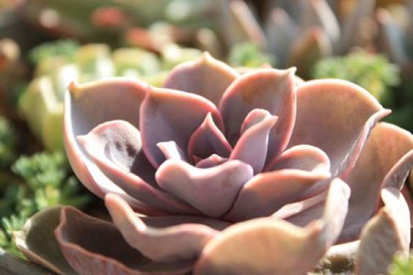 Purple Pearl Pot
