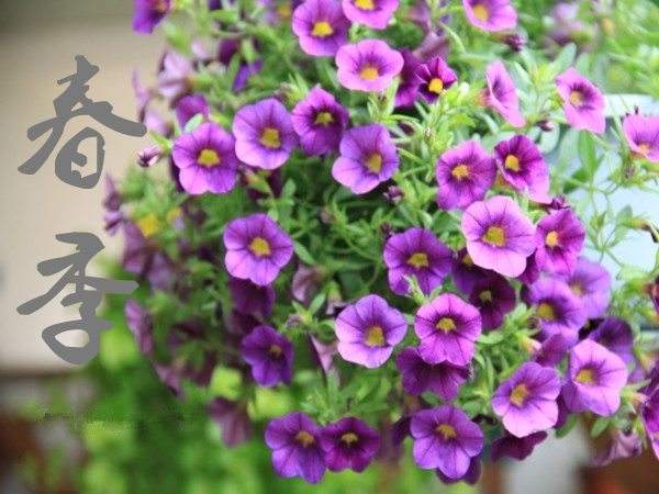 Petunia in autumn