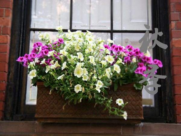 Petunia in autumn