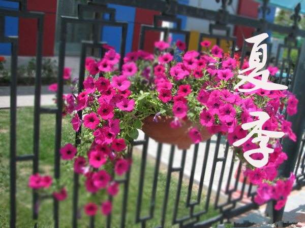 Petunia in autumn