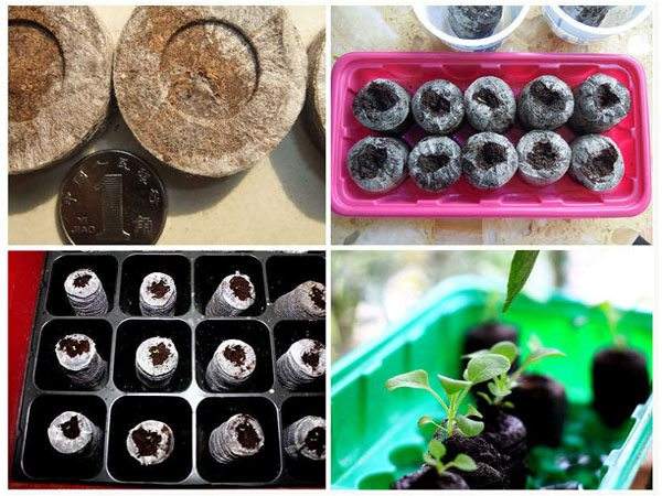 Seeding steps for Petunia